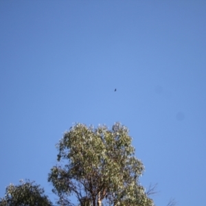 Aquila audax at Namadgi National Park - 30 Mar 2024 10:23 AM