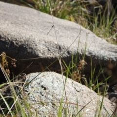 Synlestes weyersii (Bronze Needle) at Namadgi National Park - 30 Mar 2024 by VanceLawrence