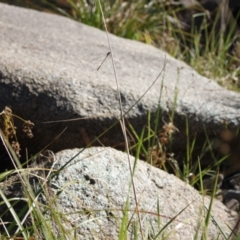 Synlestes weyersii (Bronze Needle) at Namadgi National Park - 29 Mar 2024 by VanceLawrence