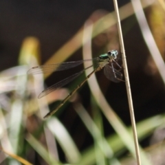 Synlestes weyersii at Namadgi National Park - 30 Mar 2024