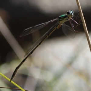 Synlestes weyersii at Namadgi National Park - 30 Mar 2024