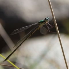 Synlestes weyersii at Namadgi National Park - 30 Mar 2024 10:45 AM