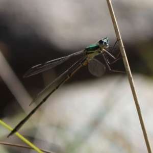 Synlestes weyersii at Namadgi National Park - 30 Mar 2024