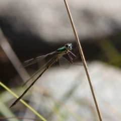 Synlestes weyersii at Namadgi National Park - 30 Mar 2024