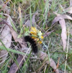 Unidentified Tiger moth (Arctiinae) at Namadgi National Park - 31 Mar 2024 by VanceLawrence