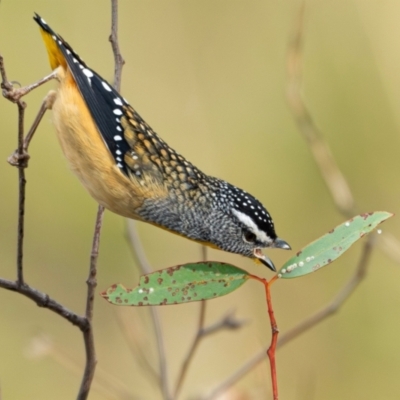Pardalotus punctatus (Spotted Pardalote) at Denman Prospect, ACT - 28 Mar 2024 by brettguy80