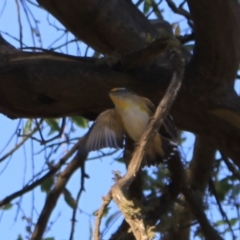 Pardalotus striatus (Striated Pardalote) at Namadgi National Park - 1 Apr 2024 by VanceLawrence
