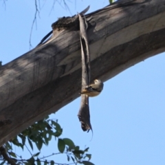 Pardalotus striatus at Namadgi National Park - 1 Apr 2024 08:31 AM