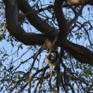 Pardalotus striatus at Namadgi National Park - 1 Apr 2024