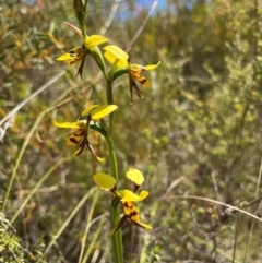 Diuris sulphurea (Tiger Orchid) at Lower Cotter Catchment - 23 Oct 2023 by RangerRiley