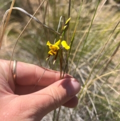 Diuris sulphurea at Lower Cotter Catchment - suppressed