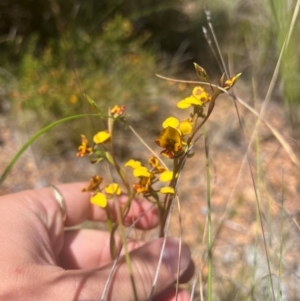 Diuris semilunulata at Lower Cotter Catchment - 23 Oct 2023