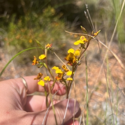 Diuris semilunulata (Late Leopard Orchid) at Lower Cotter Catchment - 23 Oct 2023 by RangerRiley