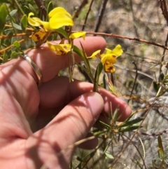 Diuris sulphurea (Tiger Orchid) at Lower Cotter Catchment - 23 Oct 2023 by RangerRiley