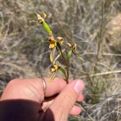 Diuris sulphurea (Tiger Orchid) at Lower Cotter Catchment - 23 Oct 2023 by RangerRiley