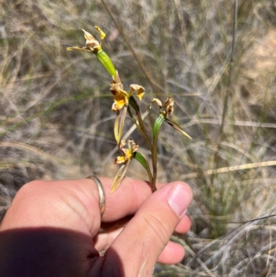 Diuris sulphurea (Tiger Orchid) at Lower Cotter Catchment - 23 Oct 2023 by RangerRiley