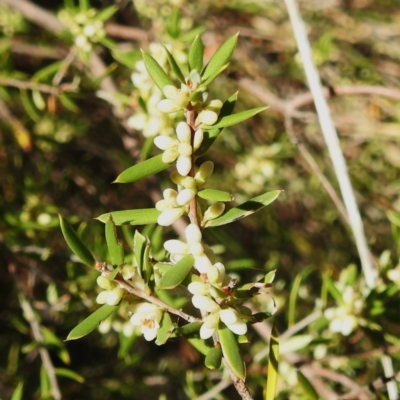 Monotoca scoparia (Broom Heath) at Acton, ACT - 2 Apr 2024 by HelenCross