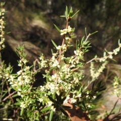 Monotoca scoparia at ANBG South Annex - 2 Apr 2024