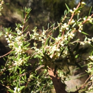 Monotoca scoparia at ANBG South Annex - 2 Apr 2024