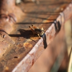 Phaulacridium vittatum at Namadgi National Park - 29 Mar 2024