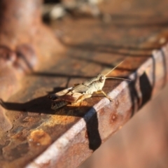 Phaulacridium vittatum at Namadgi National Park - 29 Mar 2024