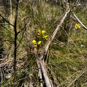 Diuris sulphurea at Lower Cotter Catchment - 25 Oct 2023