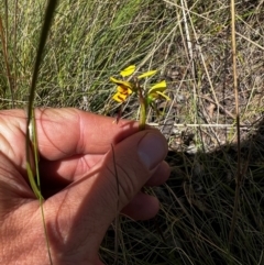 Diuris sulphurea (Tiger Orchid) at Lower Cotter Catchment - 25 Oct 2023 by RangerRiley