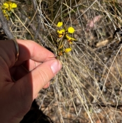 Diuris sulphurea (Tiger Orchid) at Lower Cotter Catchment - 25 Oct 2023 by RangerRiley