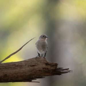 Petroica phoenicea at Bondo State Forest - 29 Mar 2024 05:00 PM