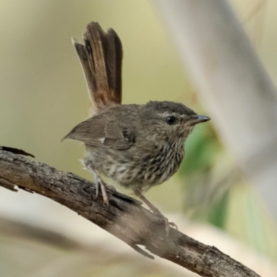 Hylacola pyrrhopygia (Chestnut-rumped Heathwren) at Denman Prospect, ACT - 28 Mar 2024 by brettguy80