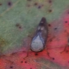 Brunotartessus fulvus (Yellow-headed Leafhopper) at QPRC LGA - 2 Apr 2024 by clarehoneydove