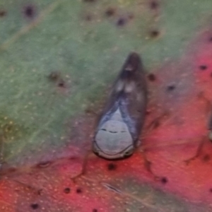 Brunotartessus fulvus at QPRC LGA - suppressed