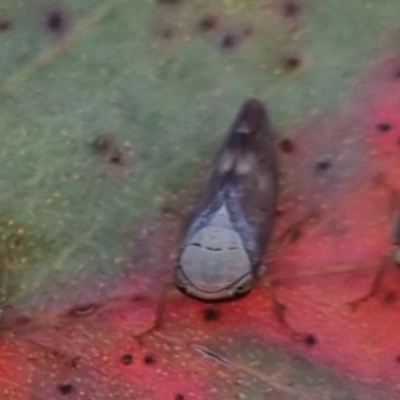 Brunotartessus fulvus (Yellow-headed Leafhopper) at Bungendore, NSW - 2 Apr 2024 by clarehoneydove