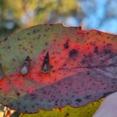 Brunotartessus fulvus at QPRC LGA - suppressed