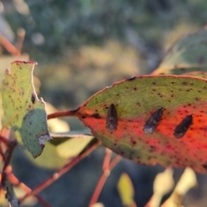 Brunotartessus fulvus at QPRC LGA - suppressed