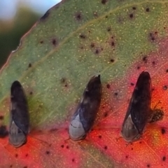 Brunotartessus fulvus at QPRC LGA - suppressed