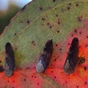 Brunotartessus fulvus at QPRC LGA - suppressed