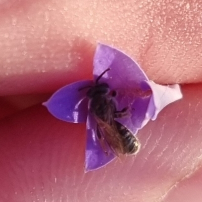 Lasioglossum (Chilalictus) sp. (genus & subgenus) (Halictid bee) at Bungendore, NSW - 2 Apr 2024 by clarehoneydove