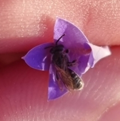 Lasioglossum (Chilalictus) sp. (genus & subgenus) at QPRC LGA - 2 Apr 2024