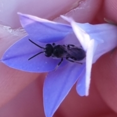 Lasioglossum (Chilalictus) sp. (genus & subgenus) at QPRC LGA - 2 Apr 2024