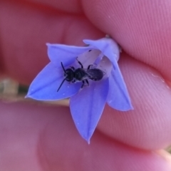 Lasioglossum (Chilalictus) sp. (genus & subgenus) at QPRC LGA - 2 Apr 2024