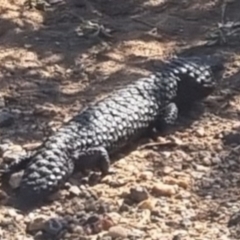 Tiliqua rugosa (Shingleback Lizard) at Bungendore, NSW - 2 Apr 2024 by clarehoneydove