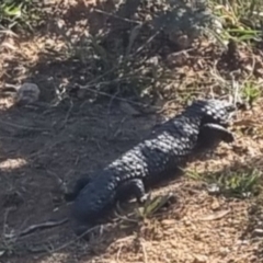 Tiliqua rugosa at QPRC LGA - suppressed