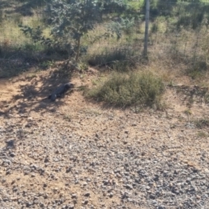 Tiliqua rugosa at QPRC LGA - suppressed