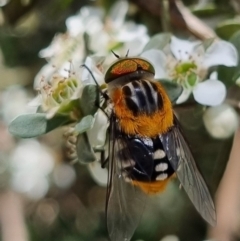 Scaptia (Scaptia) auriflua (A flower-feeding march fly) at Bungendore, NSW - 19 Jan 2024 by clarehoneydove