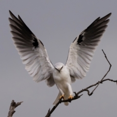 Elanus axillaris (Black-shouldered Kite) at Jerrabomberra Wetlands - 23 Mar 2024 by Wildlifewarrior80