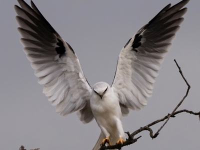 Elanus axillaris (Black-shouldered Kite) at Jerrabomberra Wetlands - 22 Mar 2024 by Wildlifewarrior80