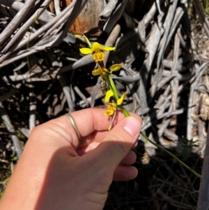 Diuris sulphurea at Lower Cotter Catchment - suppressed