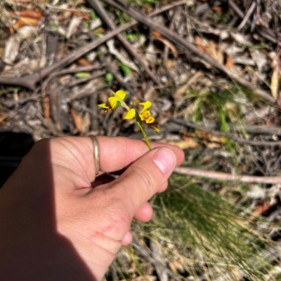 Diuris sulphurea (Tiger Orchid) at Lower Cotter Catchment - 25 Oct 2023 by RangerRiley