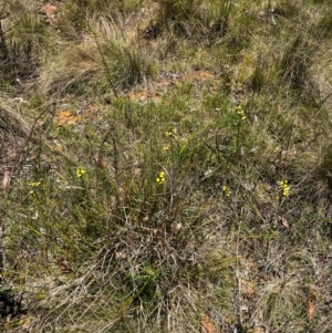 Diuris sulphurea at Lower Cotter Catchment - 25 Oct 2023